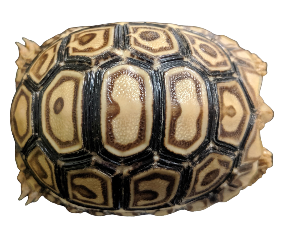 Leopard Tortoise Care Sheet – BlackBox Cages & Rack Systems